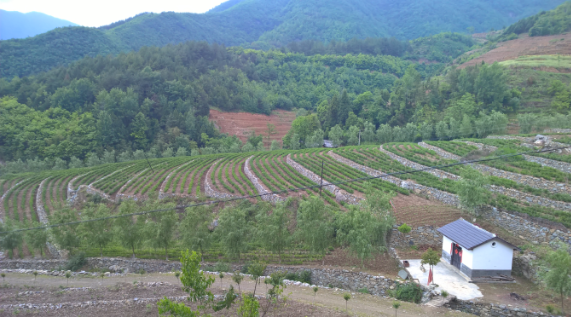 安康富硒茶引爆中國西部最牛茶專業(yè)展會(圖5)